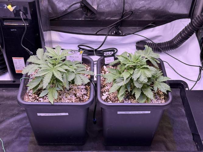 Gorilla Cookies Auto. Week 4 - Day 24