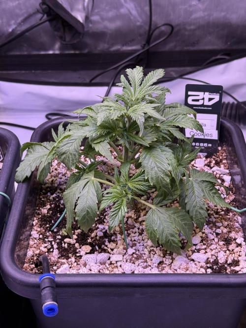 Gorilla Cookies Auto. Week 4 - Day 25