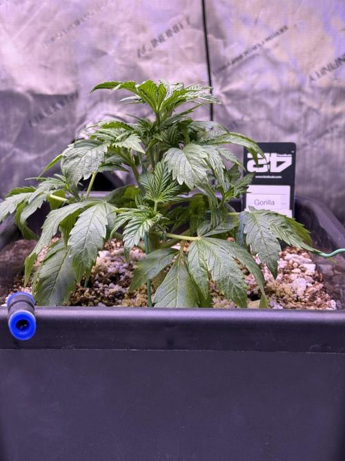 Gorilla Cookies Auto. Week 4 - Day 25