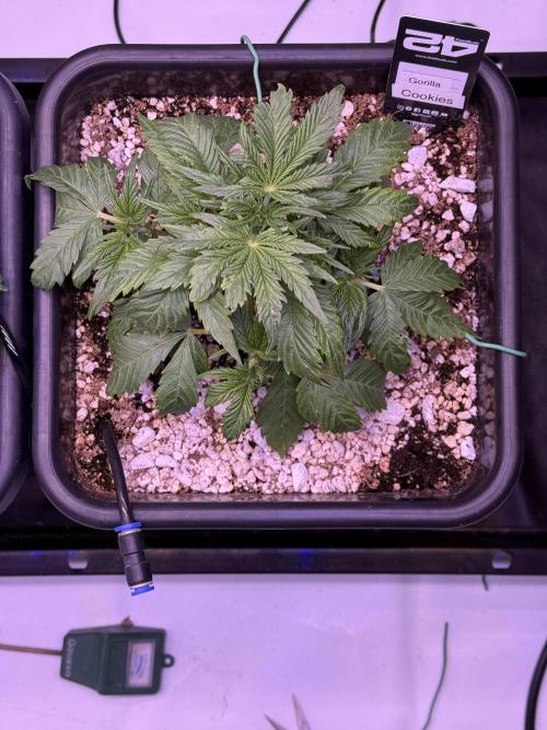 Gorilla Cookies Auto. Week 4 - Day 25