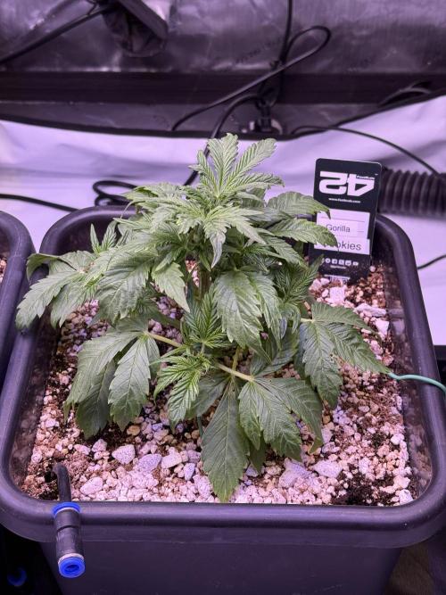 Gorilla Cookies Auto. Week 4 - Day 25