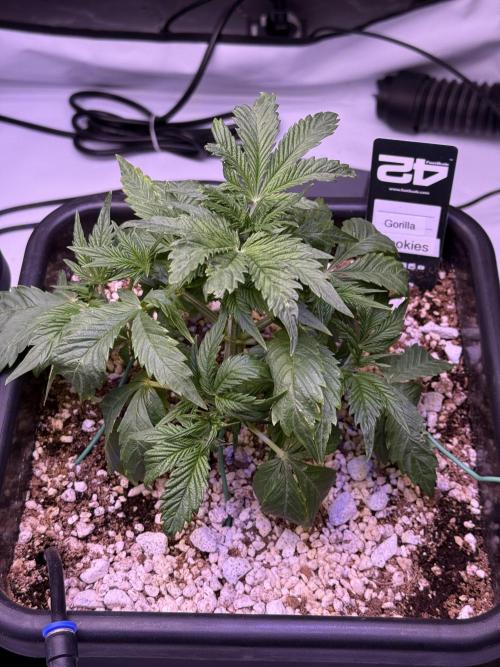 Gorilla Cookies Auto. Week 4 - Day 26