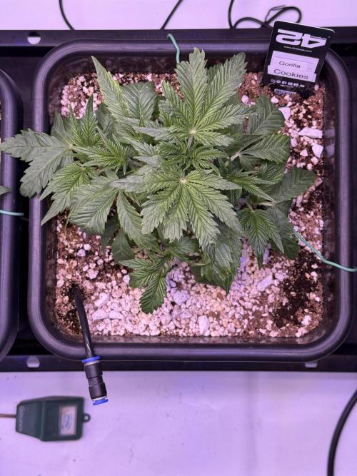 Gorilla Cookies Auto. Week 4 - Day 26