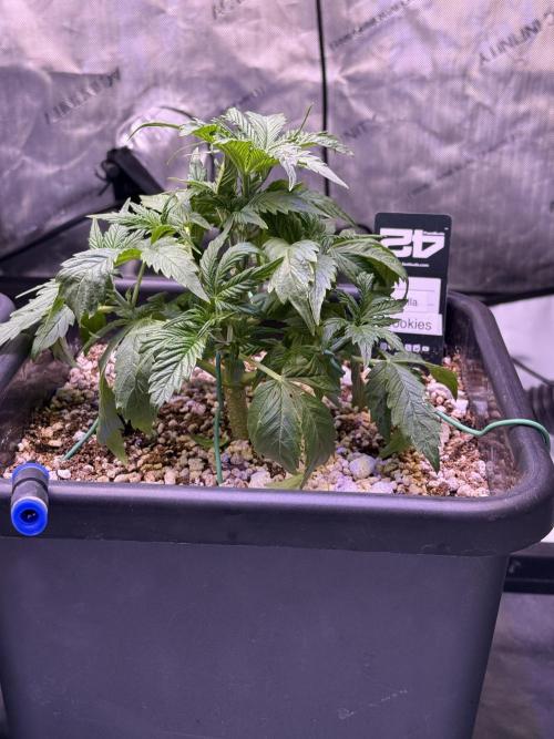 Gorilla Cookies Auto. Week 4 - Day 26