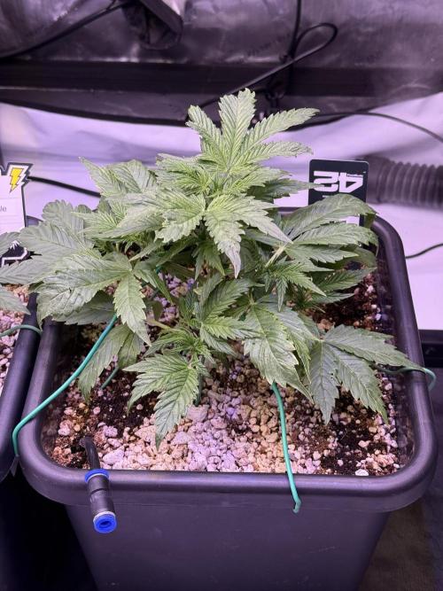 Gorilla Cookies Auto. Week 4 - Day 27