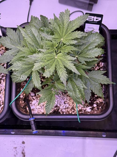 Gorilla Cookies Auto. Week 4 - Day 27