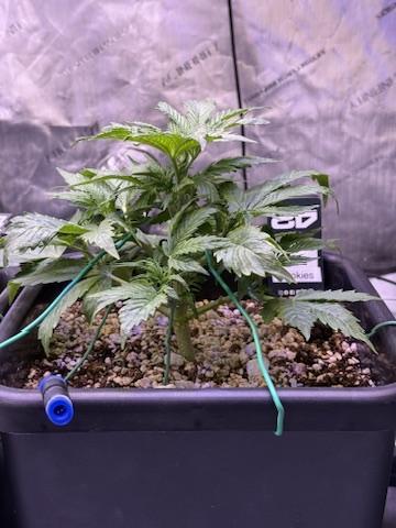Gorilla Cookies Auto. Week 4 - Day 27