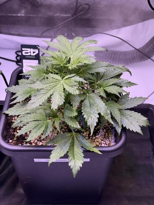 Gorilla Cookies Auto. Week 4 - Day 28