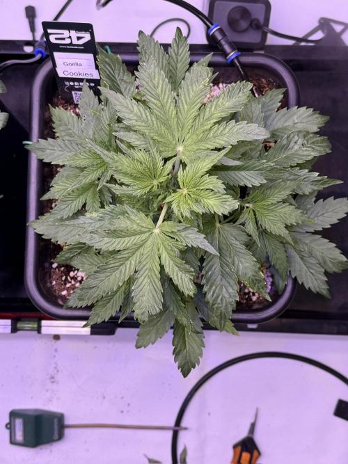 Gorilla Cookies Auto. Week 4 - Day 28