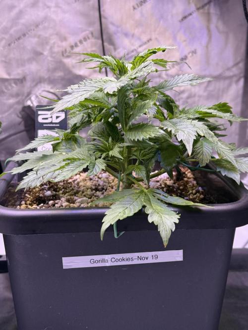Gorilla Cookies Auto. Week 4 - Day 28