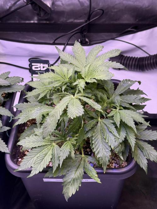 Gorilla Cookies Auto. Week 5 - Day 29