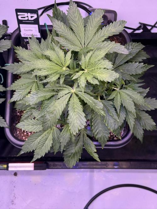 Gorilla Cookies Auto. Week 5 - Day 29