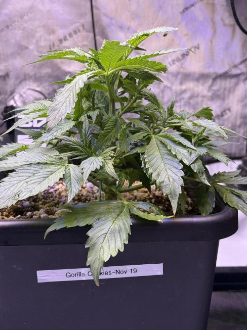 Gorilla Cookies Auto. Week 5 - Day 29