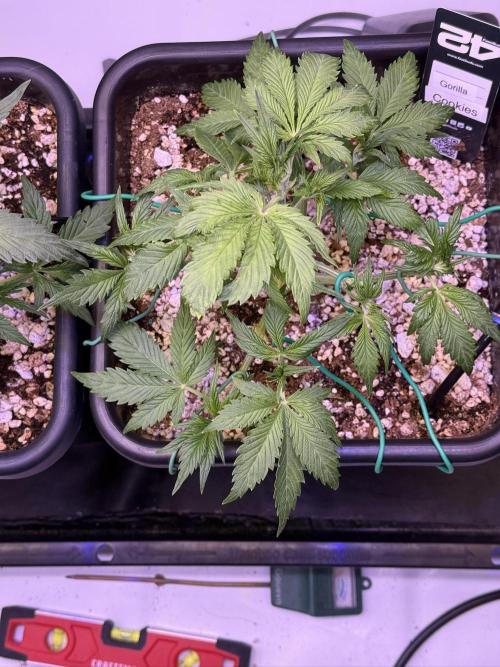 Gorilla Cookies Auto. Week 5 - Day 29-After Defoliation