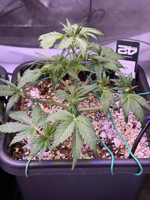 Gorilla Cookies Auto. Week 5 - Day 29-After Defoliation