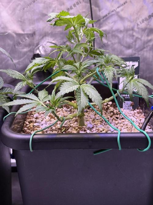 Gorilla Cookies Auto. Week 5 - Day 29-After Defoliation
