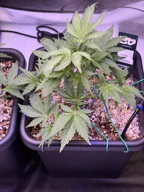 Gorilla Cookies Auto. Week 5 - Day 30