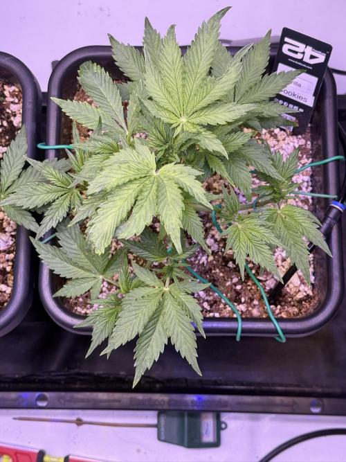 Gorilla Cookies Auto. Week 5 - Day 30