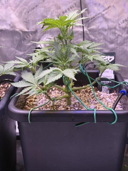 Gorilla Cookies Auto. Week 5 - Day 30