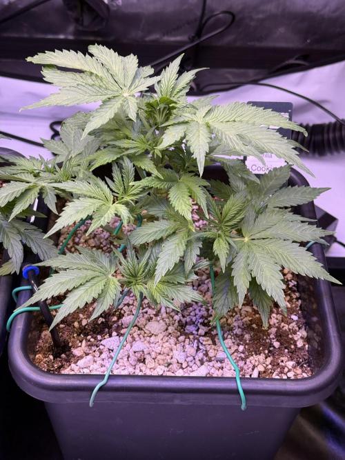 Gorilla Cookies Auto. Week 5 - Day 31