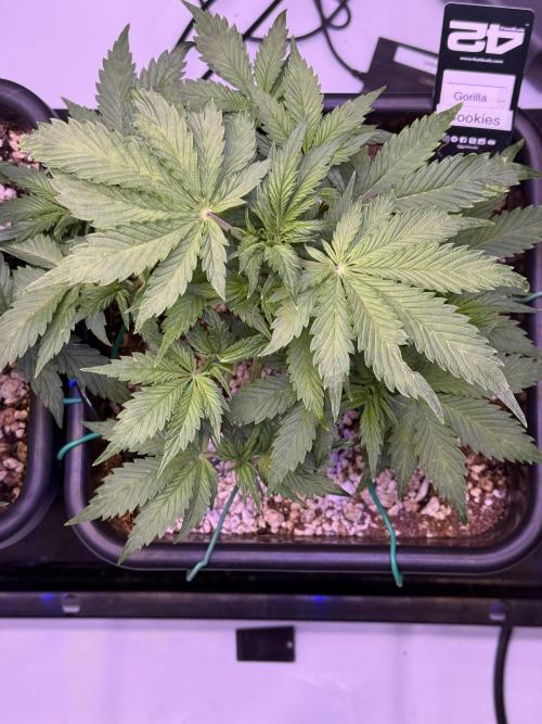 Gorilla Cookies Auto. Week 5 - Day 31