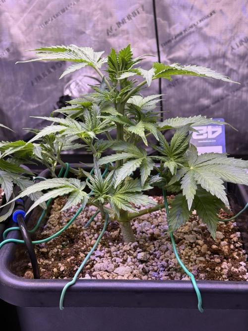 Gorilla Cookies Auto. Week 5 - Day 31