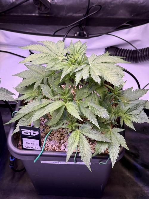 Gorilla Cookies Auto. Week 5 - Day 32