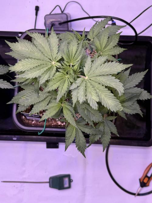 Gorilla Cookies Auto. Week 5 - Day 32