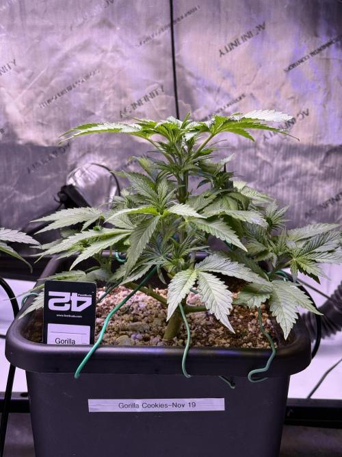 Gorilla Cookies Auto. Week 5 - Day 32