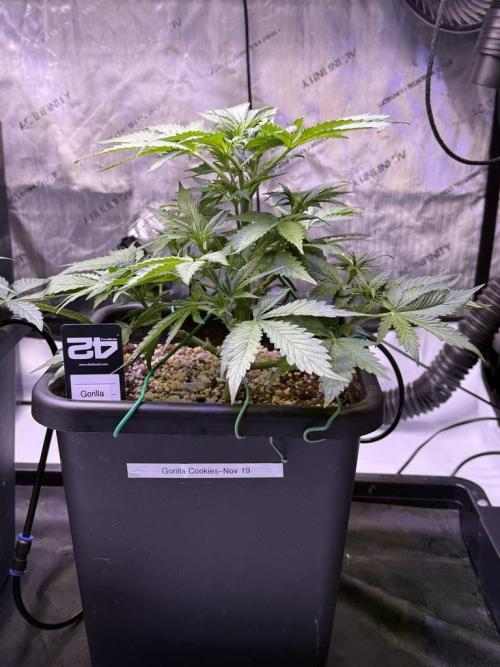 Gorilla Cookies Auto. Week 5 - Day 33