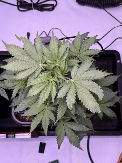 Gorilla Cookies Auto. Week 5 - Day 33