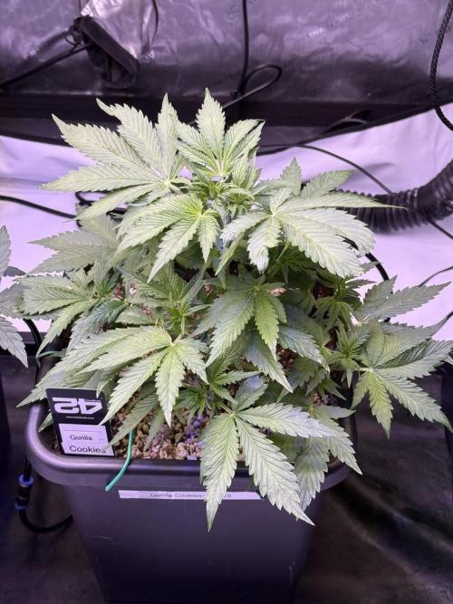 Gorilla Cookies Auto. Week 5 - Day 33