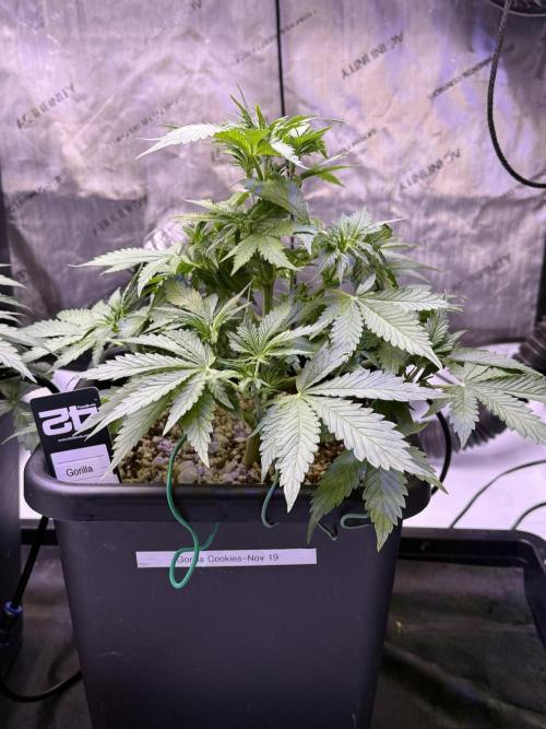 Gorilla Cookies Auto. Week 5 - Day 34