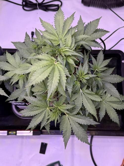 Gorilla Cookies Auto. Week 5 - Day 34