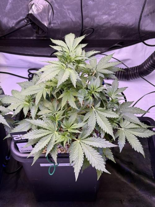 Gorilla Cookies Auto. Week 5 - Day 34