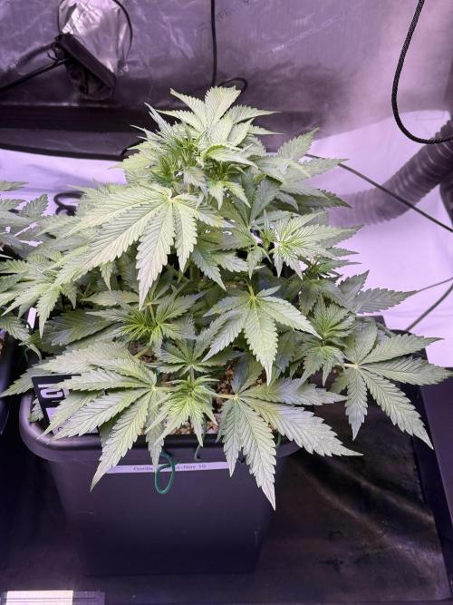 Gorilla Cookies Auto. Week 5 - Day 35