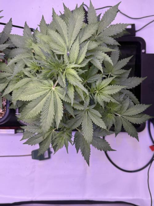 Gorilla Cookies Auto. Week 5 - Day 35