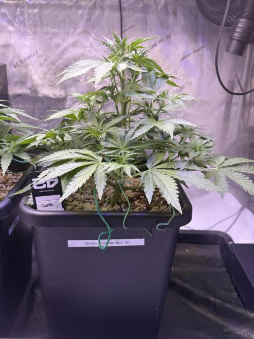 Gorilla Cookies Auto. Week 5 - Day 35