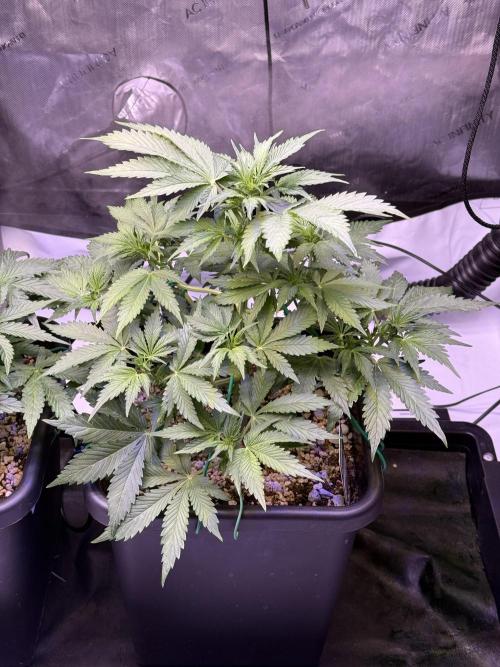 Gorilla Cookies Auto. Week 6 - Day 36