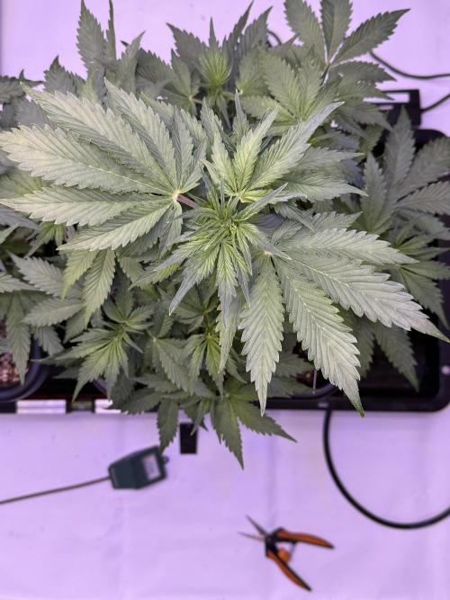 Gorilla Cookies Auto. Week 6 - Day 36