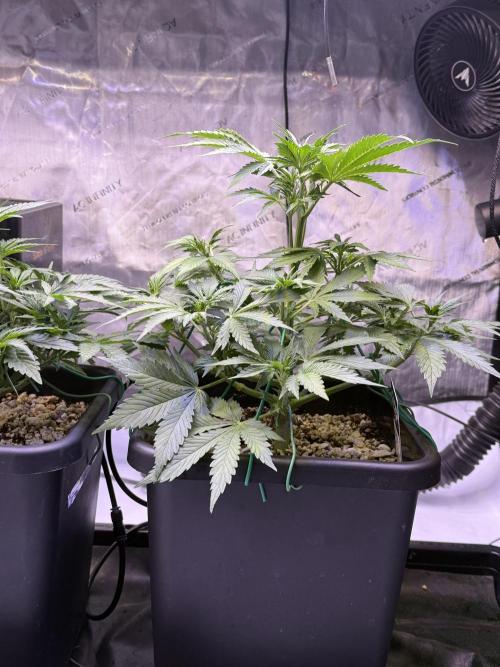 Gorilla Cookies Auto. Week 6 - Day 36