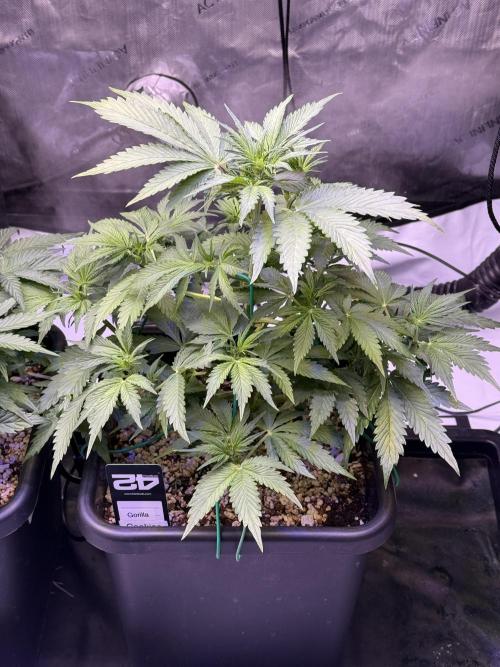 Gorilla Cookies Auto. Week 6 - Day 37