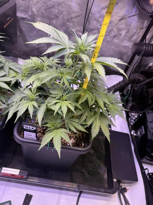 Gorilla Cookies Auto. Week 6 - Day 37