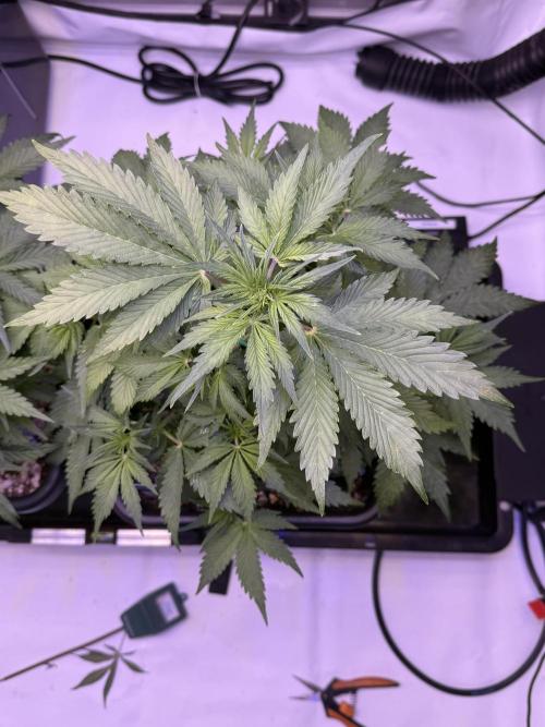 Gorilla Cookies Auto. Week 6