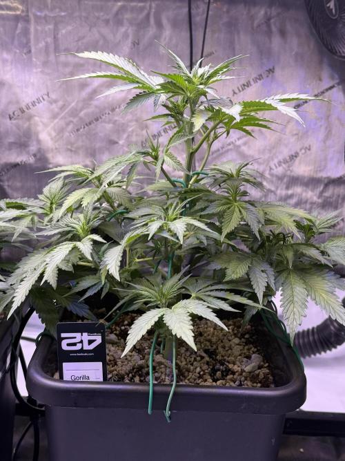 Gorilla Cookies Auto. Week 6 - Day 37
