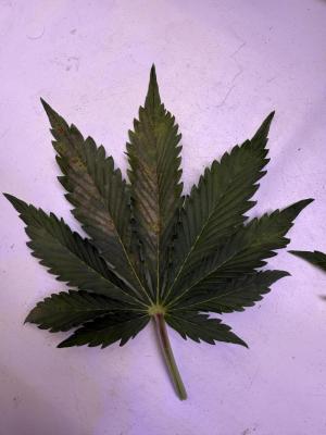 Comment by renbuds photo #1