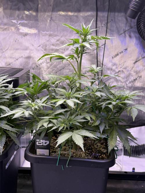 Gorilla Cookies Auto. Week 6 - Day 40