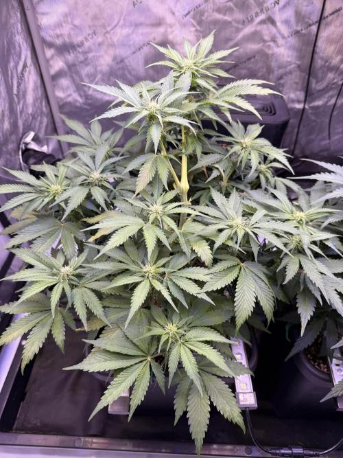 Gorilla Cookies Auto. Week 7 - Day 45