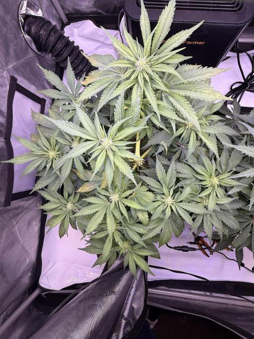 Gorilla Cookies Auto. Week 7 - Day 45