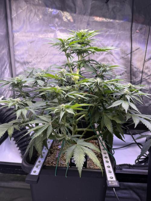 Gorilla Cookies Auto. Week 7 - Day 47